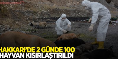 Hakkari’de 2 günde 100 hayvan kısırlaştırıldı