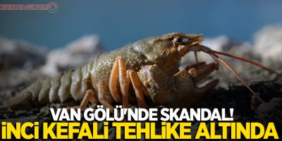 Van Gölü'nde skandal! İnci kefali tehlike altında