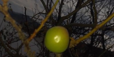 Erik ağacı aralık ayında meyve verdi