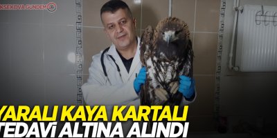 Yaralı kaya kartalı tedavi altına alındı