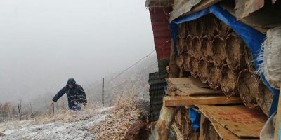 Bal arıları kış uykusuna yattı