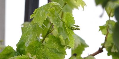 Asma ağacı kış ortasında ikinci meyvesini verdi