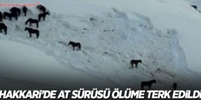 Hakkari’de at sürüsü ölüme terk edildi