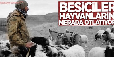 Besiciler hayvanlarını merada otlatıyor