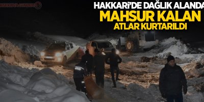 Hakkari’de dağlık alanda mahsur kalan atlar kurtarıldı