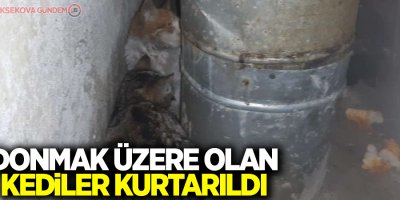 Donmak üzere olan kediler kurtarıldı