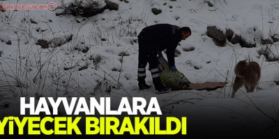 Başıboş köpeklere yiyecek bırakıldı