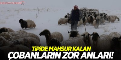 Tipide mahsur kalan çobanların zor anları!