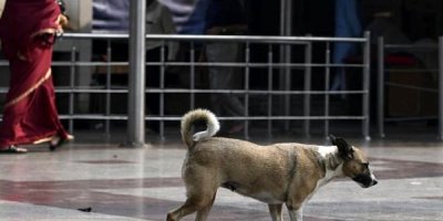 3 saatlik bebek hastanede köpekler tarafından parçalandı