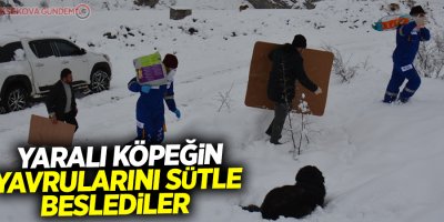 Yaralı köpeğin yavrularını sütle beslediler