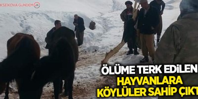 Ölüme terk edilen hayvanlara köylüler sahip çıktı
