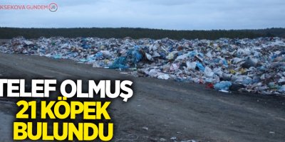 Telef olmuş 21 köpek bulundu