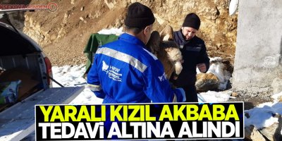 Yaralı kızıl akbaba tedavi altına alındı