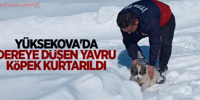 Yüksekova'da dereye düşen yavru köpek kurtarıldı