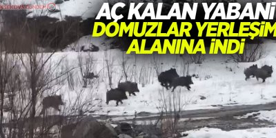 Aç kalan yabani domuzlar yerleşim alanına indi