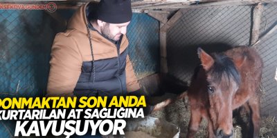 Donmaktan son anda kurtarılan at sağlığına kavuşuyor