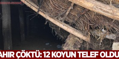 Ahır çöktü: 12 koyun telef oldu
