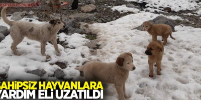 Sahipsiz hayvanlara yardım eli uzatıldı