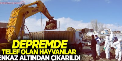 Depremde telef olan hayvanlar enkaz altından çıkarıldı