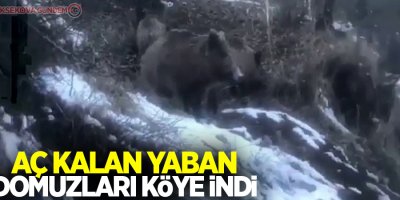 Aç kalan yaban domuzları köye indi