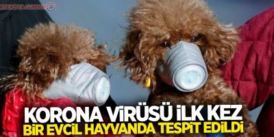 Korona virüsü ilk kez bir evcil hayvanda tespit edildi