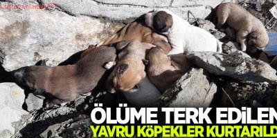 Ölüme terk edilen yavru köpekler kurtarıldı