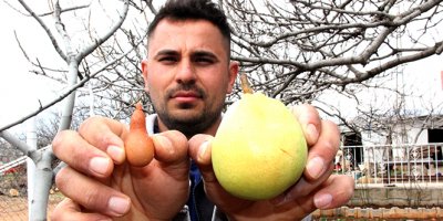 Adıyaman'da ilginç yumurta