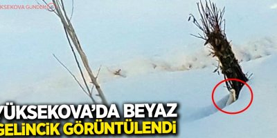 Yüksekova’da beyaz gelincik görüntülendi