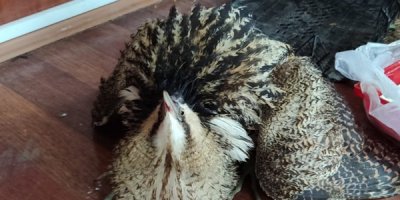 Yüksekova’da bulunan balıkçıl kuşu koruma altına alındı