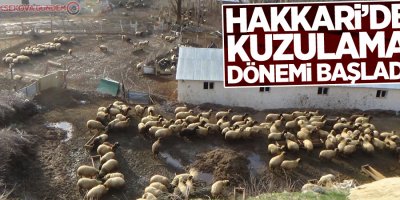 Hakkari’de kuzulama dönemi başladı