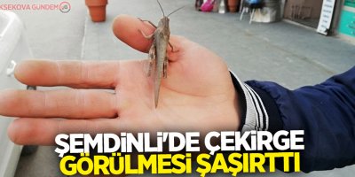 Şemdinli'de çekirge görülmesi şaşırttı