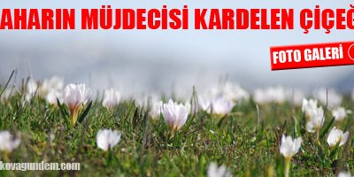 Baharın Müjdecisi Kardelen Çiçekleri