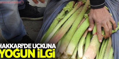 Hakkari’de ‘yayla muzu’ uçkuna yoğun ilgi