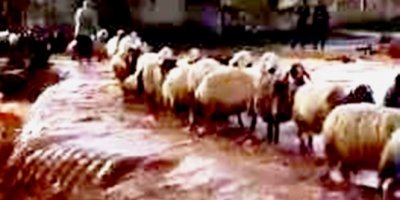 Koyun sürüsü sele kapılmaktan son anda kurtuldu