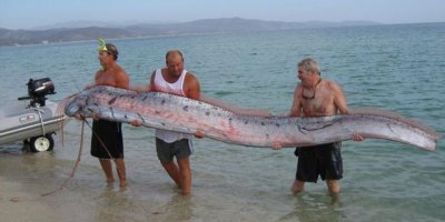 Bu balık felaket habercisi..