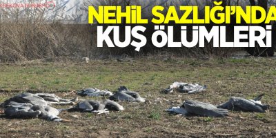 Nehil Sazlığı’nda kuş ölümleri