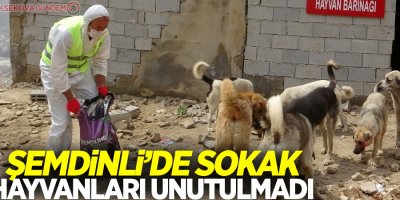 Şemdinli’de sokak hayvanları unutulmadı