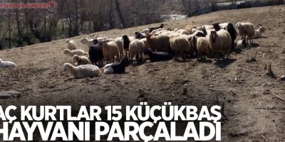 Aç kurtlar 15 küçükbaş hayvanı parçaladı