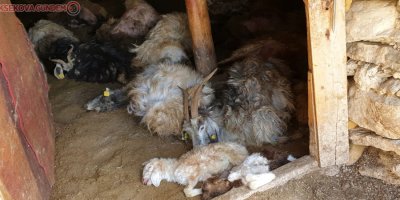 Damdan ahıra giren ayı 50 hayvanı telef etti