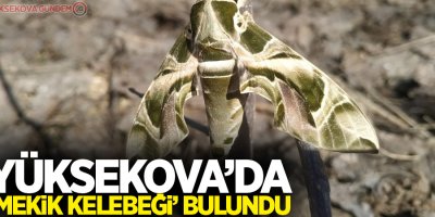 Yüksekova’da ‘Mekik Kelebeği’ bulundu