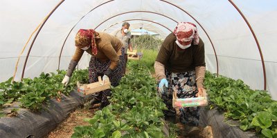 Volkanik arazide üretilen çilek marka olma yolunda
