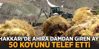 Hakkari'de ayı saldırısına uğrayan 50 koyun telef oldu