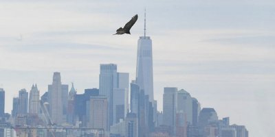 Ceset kokusu alan akbabalar New York'un üzerinde uçmaya başladı
