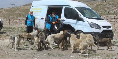 Sokağa çıkma kısıtlamasında aç kalan hayvanlar için seferber oldular