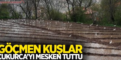 Göçmen kuşlar Çukurca’yı mesken tuttu
