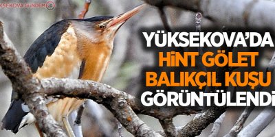 Yüksekova'da Hint gölet balıkçıl kuşu görüntülendi