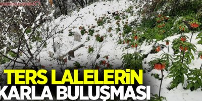 Ters lalelerin karla buluşması