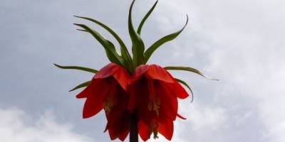 Van Gölü kıyısında 12 tür ters lale çiçek açtı