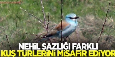 Nehil Sazlığı farklı kuş türlerini misafir ediyor