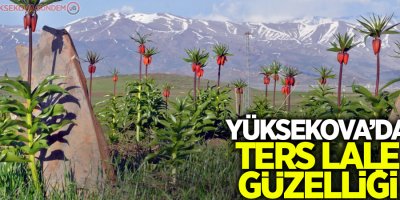 Yüksekova’da ters lale güzelliği
